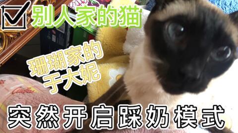 娱乐吃瓜酱猫打翻电视