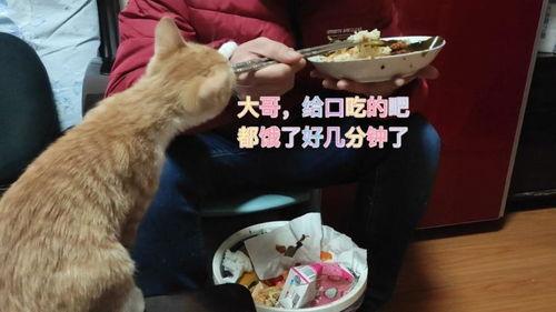 娱乐吃瓜酱猫打翻电视